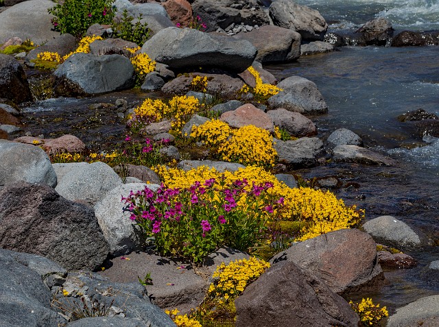 Mimulus Garden 19-7607.jpg